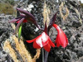 Mount Kenya climbing holiday, Kenya